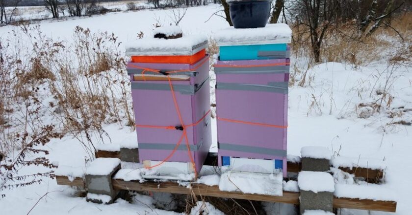 The Ultimate Guide to winter bee hive wraps lappes bee supply